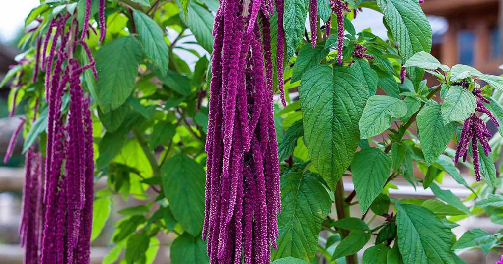 плакучий амарант