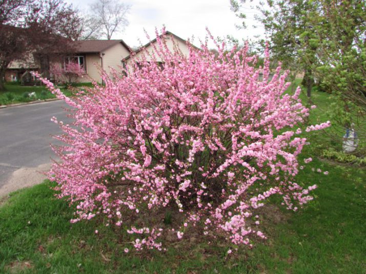 Розовый куст