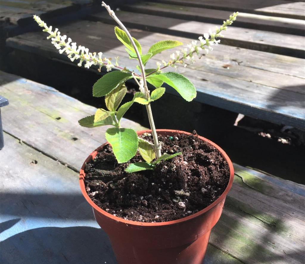 Рассада миндаля