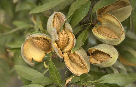 Плоды миндаля