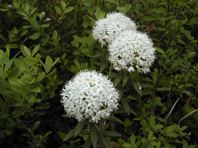 Гренландский багульник