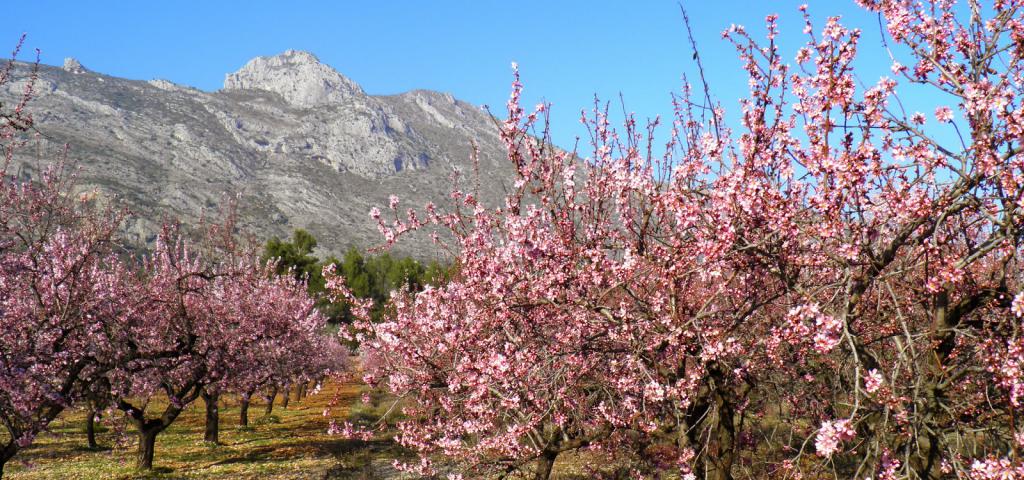 Кусты миндаля в горах