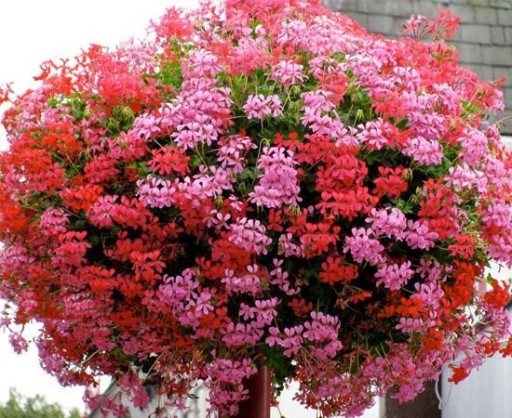 Ампельная герань