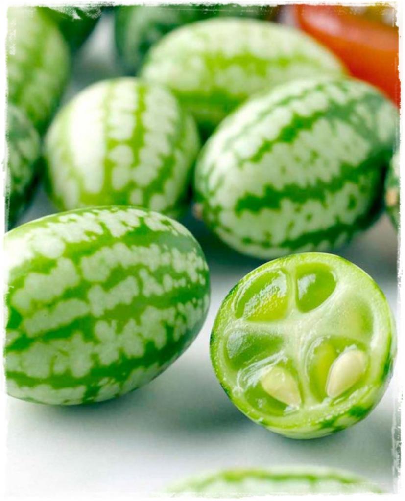 Мелотрия шершавая в разрезе
