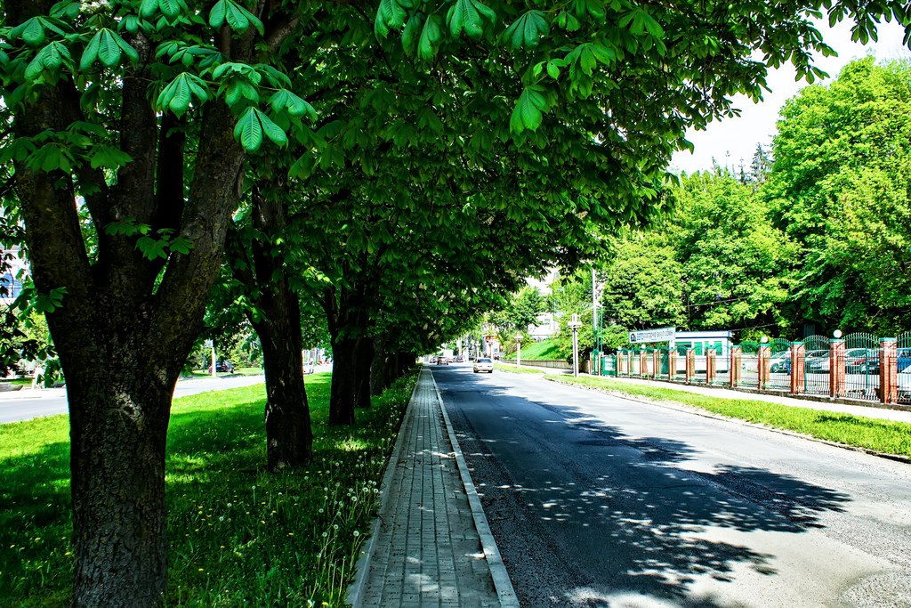 Каштановая аллея
