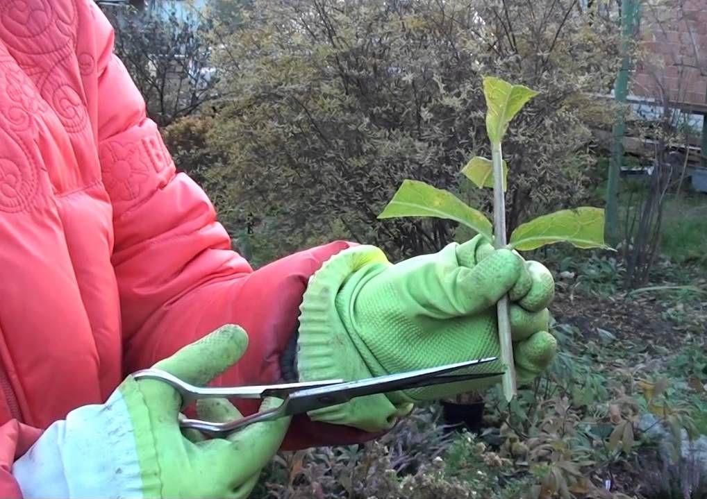 Размножение черенками