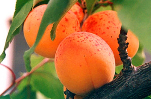 Сорт абрикоса Снегирек