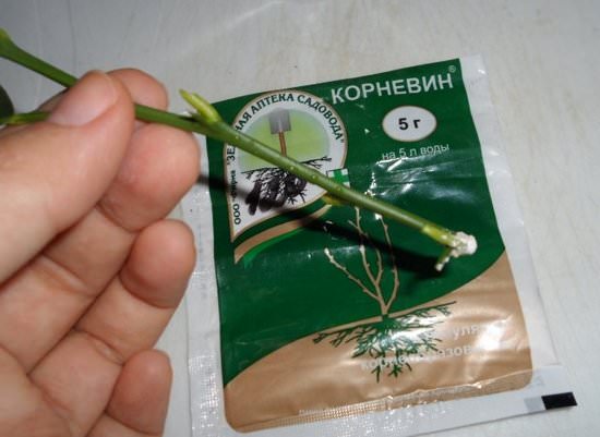 Черенок в руке