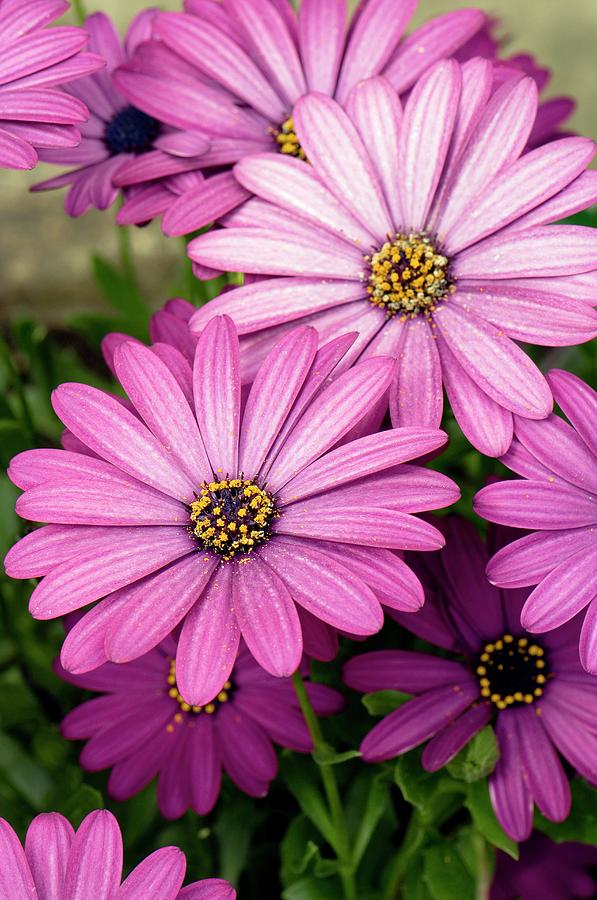 Osteospermum ecklonis