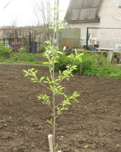 Саженец абрикоса
