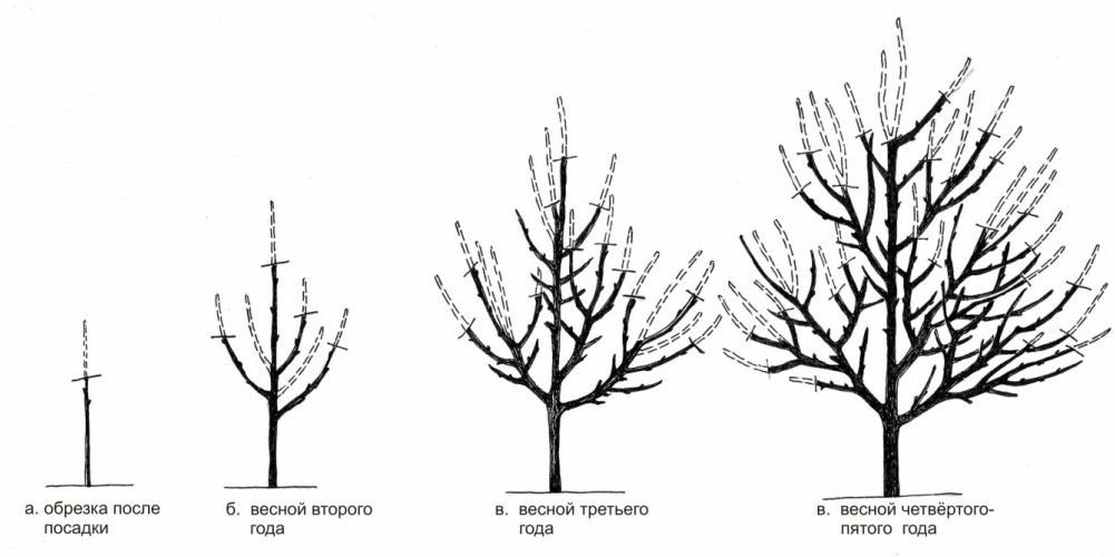 Обрезка дерева
