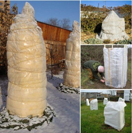 Подготовка абрикоса к зиме