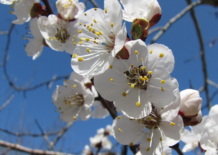 Цветение абрикосы