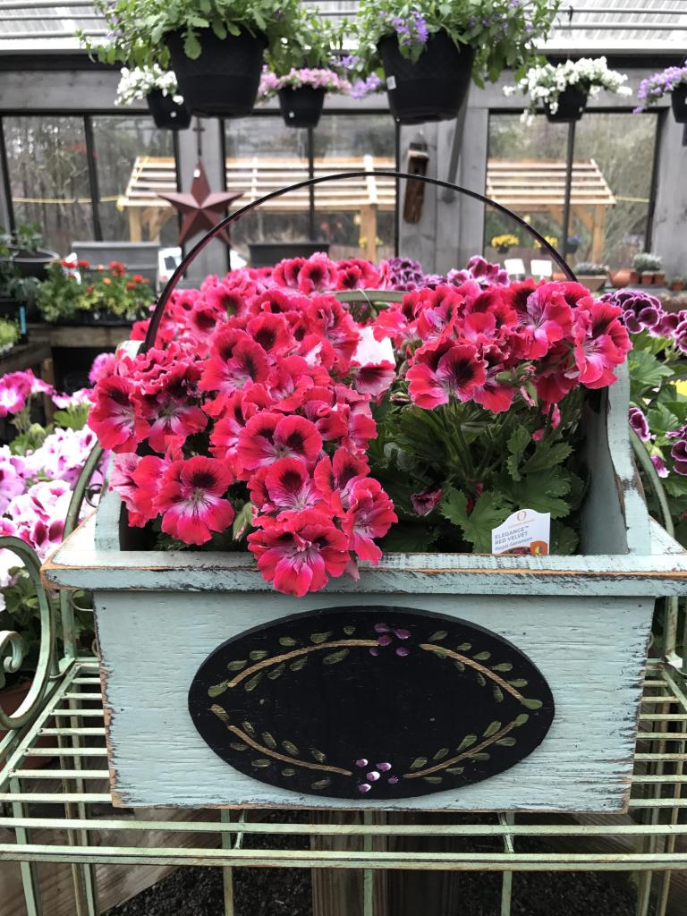 Красная герань