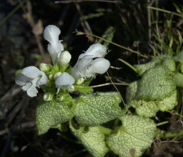 Яснотка белая
