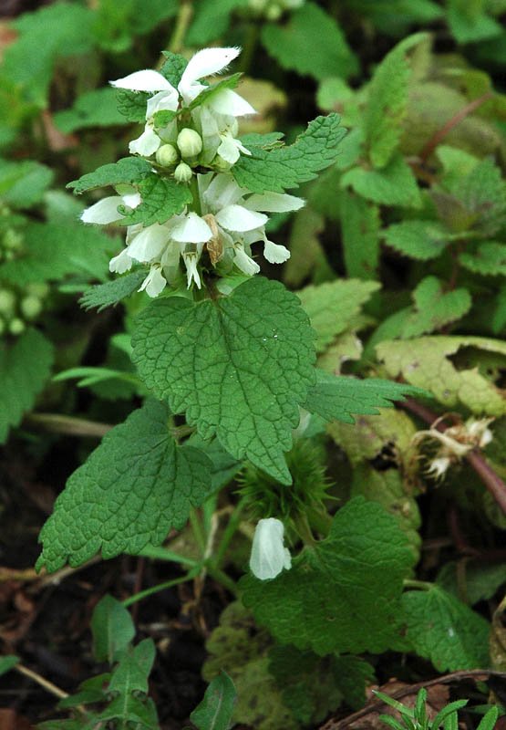 Глухая крапива: лечебные свойства