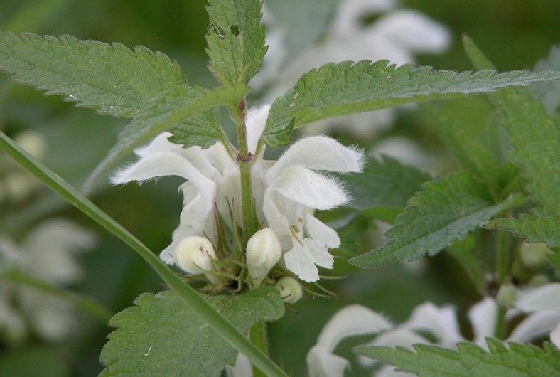 Применение яснотки белой
