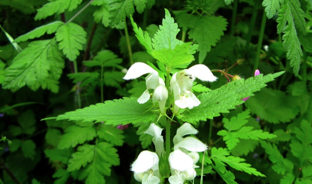 Глухая крапива