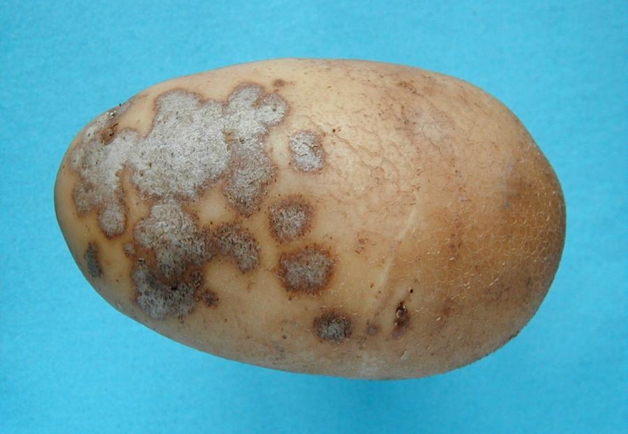 парша серебристая