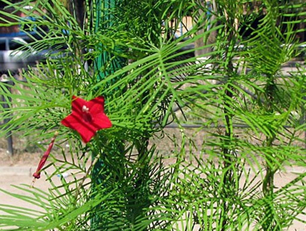 лиана квамоклит перистый