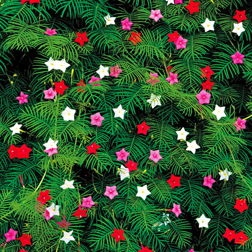 лиана квамоклит перистый