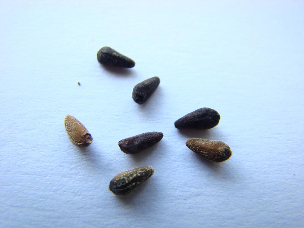 квамоклит перистый кипарисная лиана выращивание