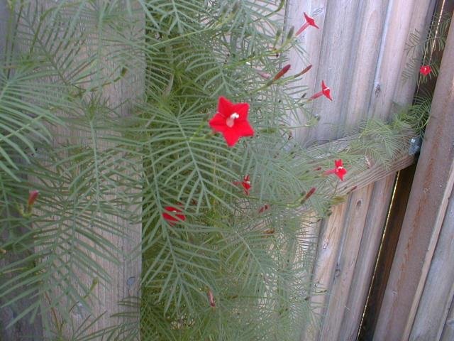 квамоклит перистый