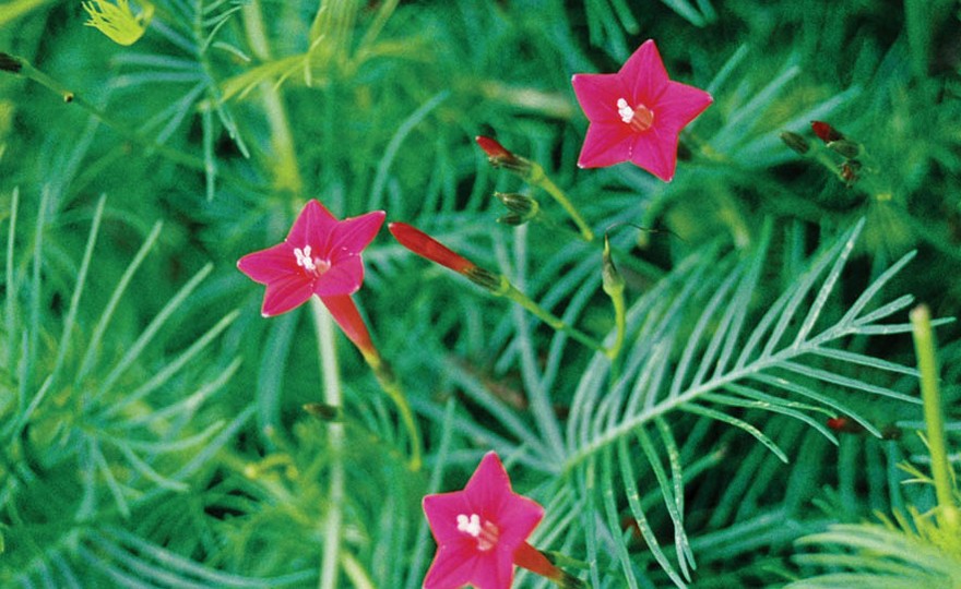 квамоклит перистый