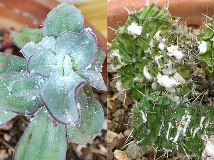 Пораженное растение