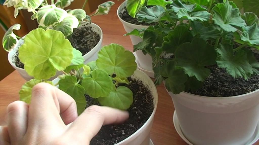 пересадка королевской герани в домашних условиях