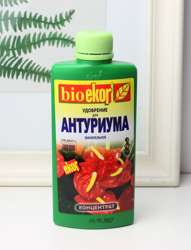 Комнатные цветы антуриум уход в домашних условиях