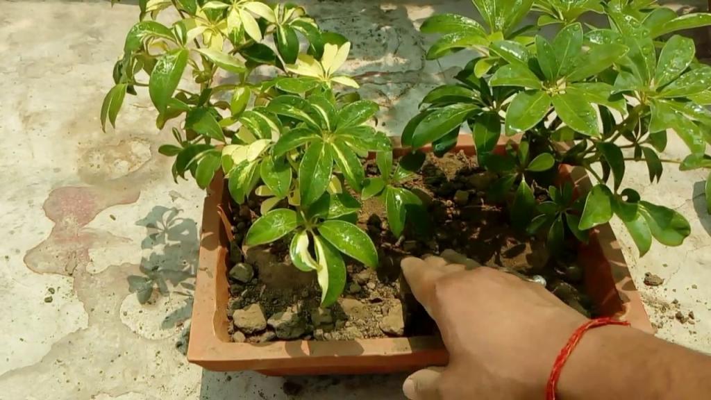шеффлера размножение в домашних условиях